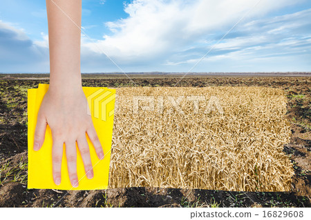 country landscape with field od ripe wheat country landscape with field od ripe wheat 16829608