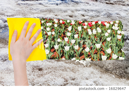 hand deletes old snow by yellow cloth hand deletes old snow by yellow cloth 16829647