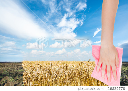 hand deletes plowed field by pink cloth hand deletes plowed field by pink cloth 16829778