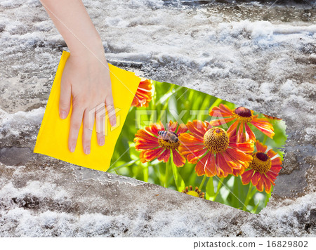 hand deletes melting snow by yellow cloth hand deletes melting snow by yellow cloth 16829802