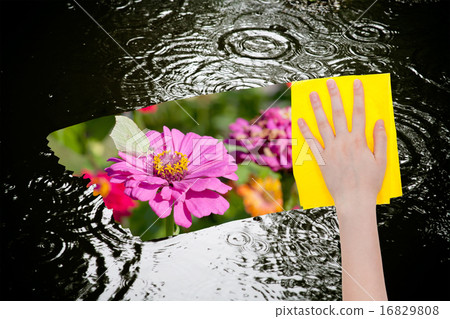 rain circle in puddle rain circle in puddle 16829808