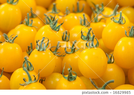 蕃茄 蕃茄 16829985