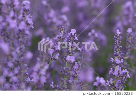 lavender 16830228