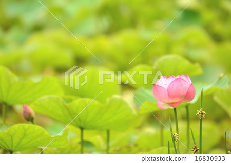 蓮花 蓮花 16830933