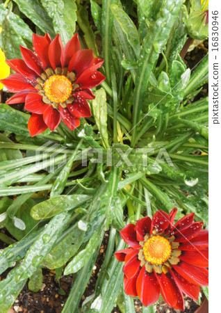 Kazania Kazania 16830946