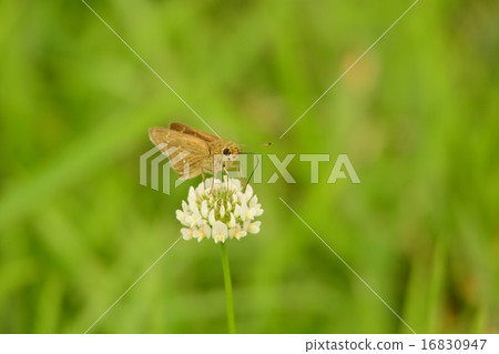 Insect world idol, seseri butterfly Insect world idol, seseri butterfly 16830947