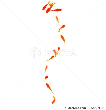 Goldfish Goldfish 16830949