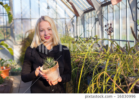 Florists woman working in greenhouse. Florists woman working in greenhouse. 16830996