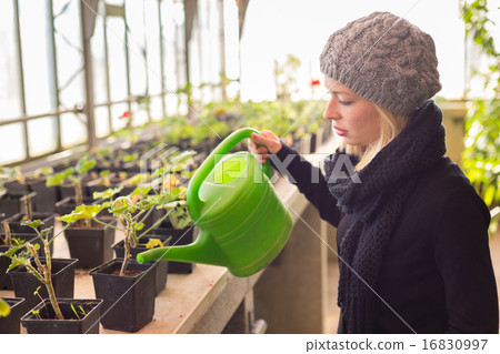 Florists woman working in greenhouse. Florists woman working in greenhouse. 16830997