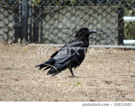 公園的烏鴉 16831083