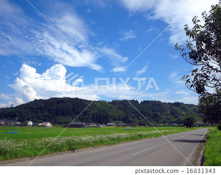 Rural landscape 16831343