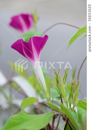 斯嘉麗奧哈拉7 斯嘉麗奧哈拉7 16831620