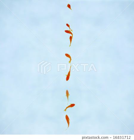 Goldfish Goldfish 16831712