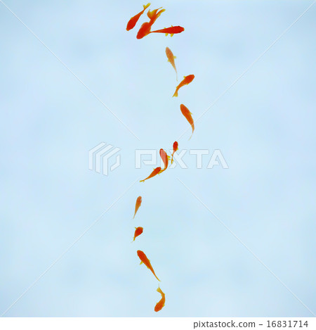 金魚 金魚 16831714