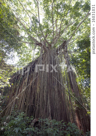 帷幕無花果樹，澳大利亞-1 16831831