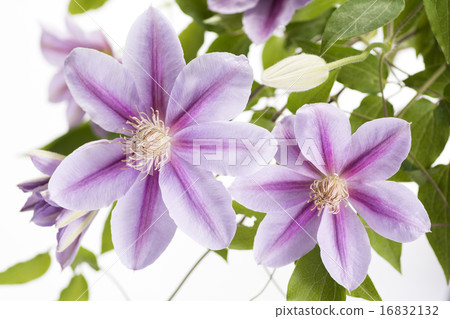 Two wheel purple clematis flower 16832132