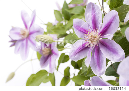 Purple clematis flower up 16832134