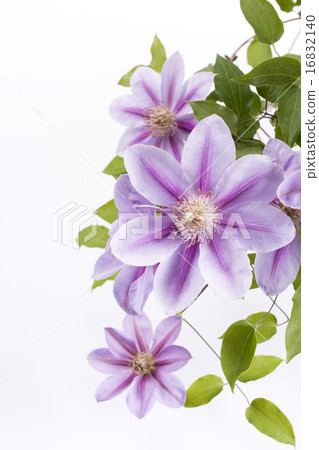 White back purple clematis flower 16832140