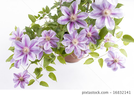 白色後面紫色鐵線蓮屬花 16832141