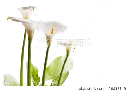 白色背景的花卉背景 16832149