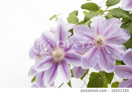 紫色鐵線蓮屬花 16832160