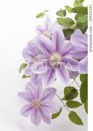 紫色鐵線蓮屬花 紫色鐵線蓮屬花 16832161