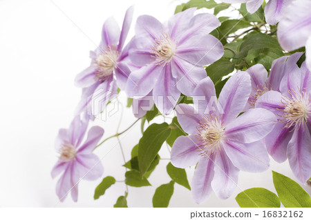 紫色鐵線蓮屬花 16832162