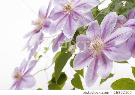 紫色鐵線蓮屬花 16832163