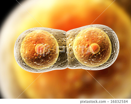 Division of cell Division of cell 16832584