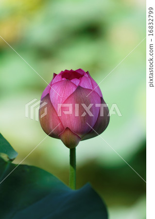 葉子綠色在蓮花開花的芽 16832799