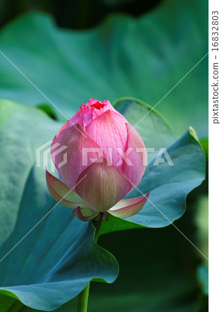 葉子綠色在蓮花開花的芽 16832803