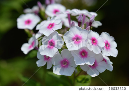 繡球花(開花草藥) 繡球花(開花草藥) 16832810