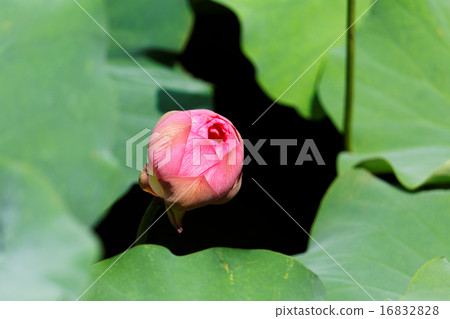 上野荷花池蓮花和傳播藍天的蜻蜓 16832828