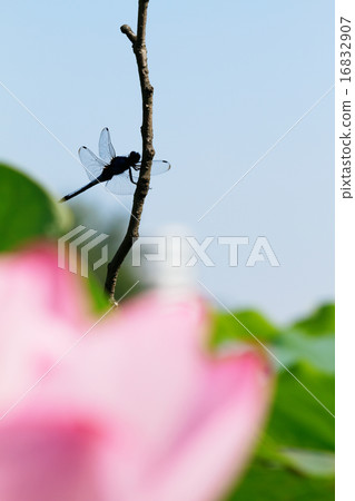 Ueno lotus pond lotus flower and dragonfly spreading blue sky Ueno lotus pond lotus flower and dragonfly spreading blue sky 16832907