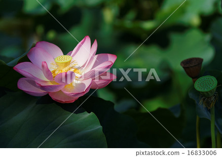 上野蓮花池蓮花種子 16833006