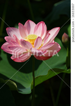 蓮花上的芽在上野的荷花池 16833007