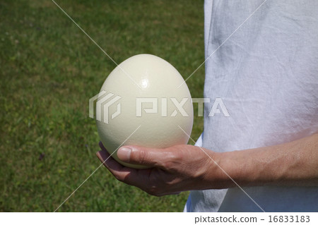 Egg of ostrich 16833183