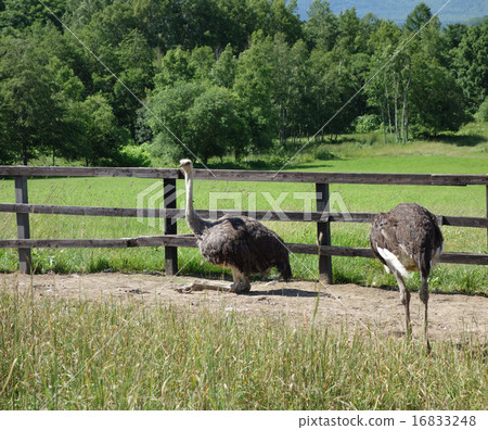 An ostrich sitting 16833248
