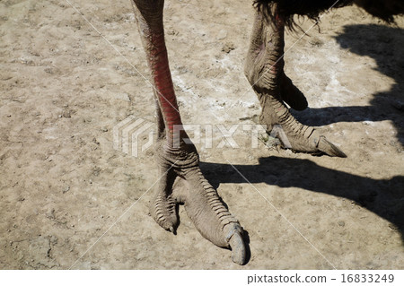 鴕鳥的腳 鴕鳥的腳 16833249