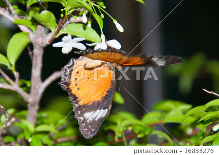 Orange butterfly 16833276