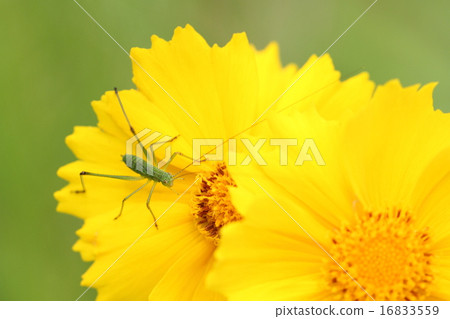 沖繩和Tsubamushi的幼蟲 16833559