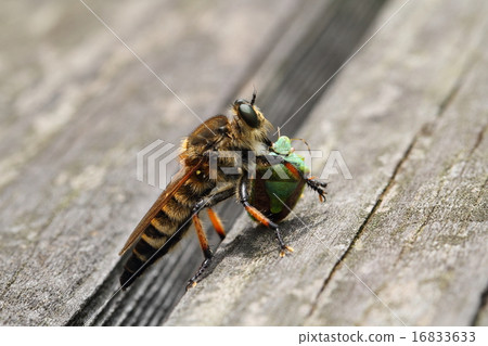 Shioyab who caught a Chabanus blue bug 16833633