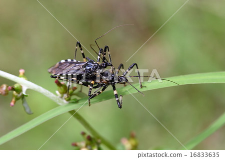Mating of Shima Turtle 16833635