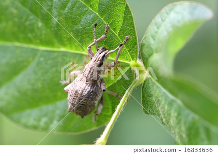 Shiloh cob weevil Shiloh cob weevil 16833636
