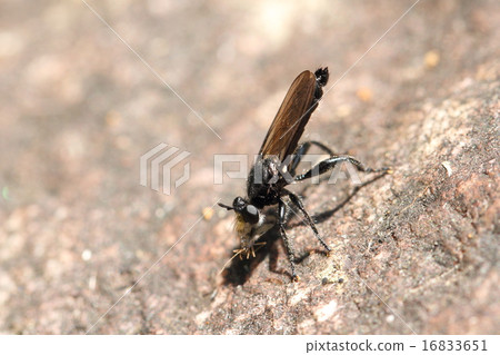 Isseb的伴侶 Isseb的伴侶 16833651