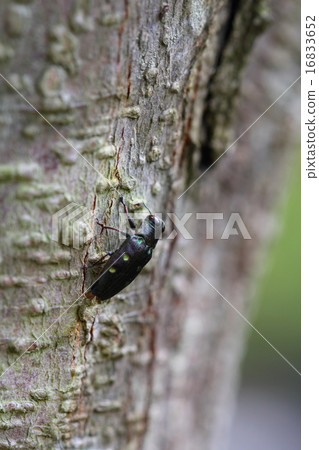 Mutuboshita獵物 Mutuboshita獵物 16833652