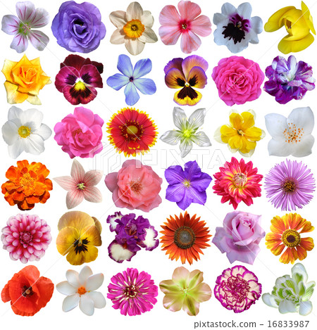 Big Selection of Various Flowers Big Selection of Various Flowers 16833987