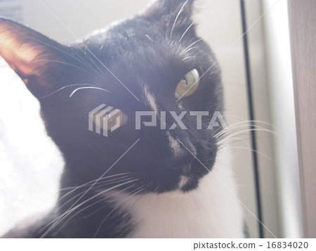 英俊的貓 16834020