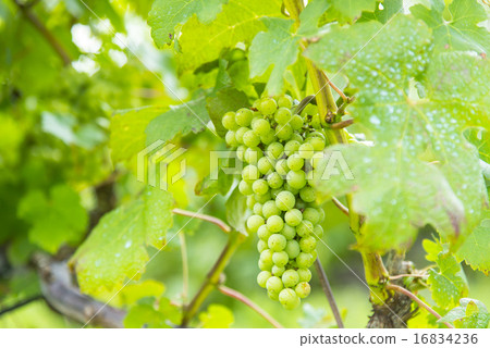 純淨的國內葡萄酒田 16834236