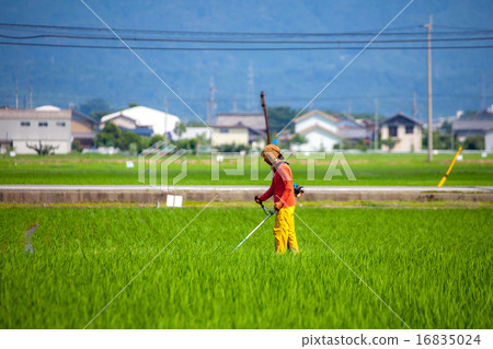 Rural landscape - farm workers ~ 16835024